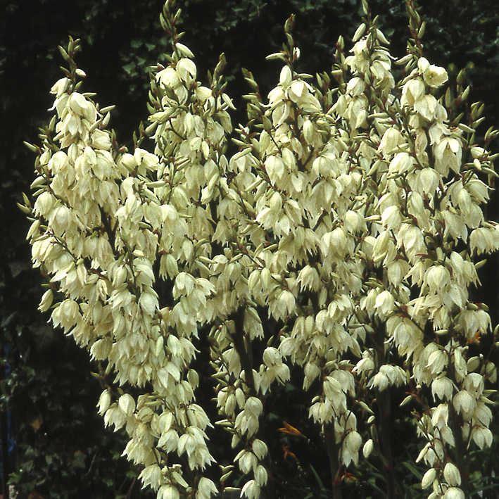 Yucca filamentosa / Palmlilie