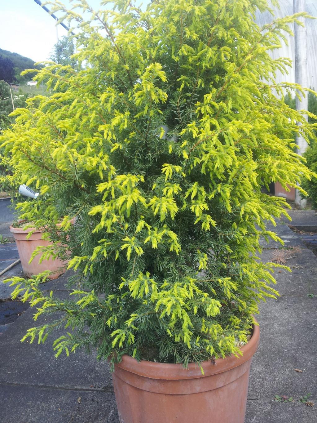 Juniperus communis Gold Cone 