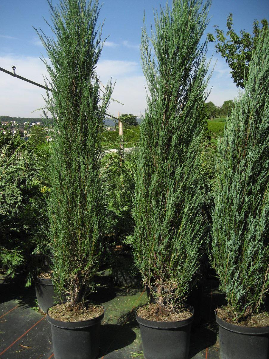 Juniperus scopulorum 'Blue Arrow' 