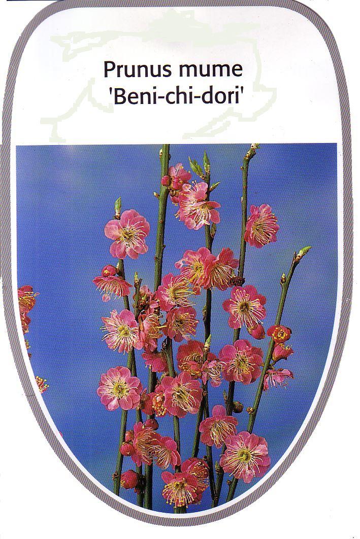 Prunus mume 'Beni-chi-dori