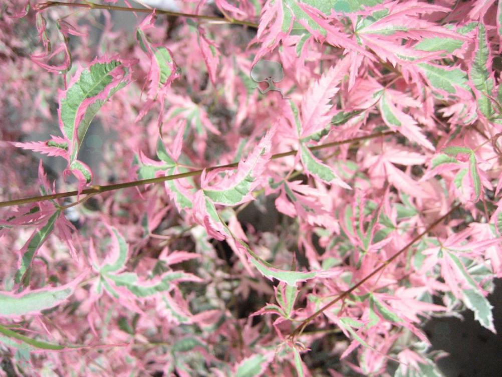 Acer palmatum 'Marlo'   -