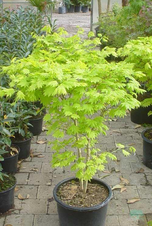 Acer shirasawanum Aureum Japanischer Goldahorn 