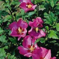 Hibiscus syriacus  Woodbridge
