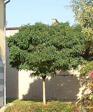 Robinia pseudoacacia 'Umbraculifera' 