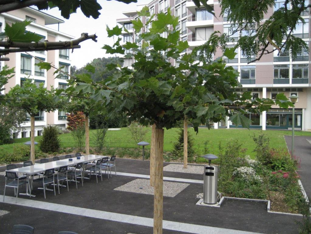 Platanus acerifolia - Dachform