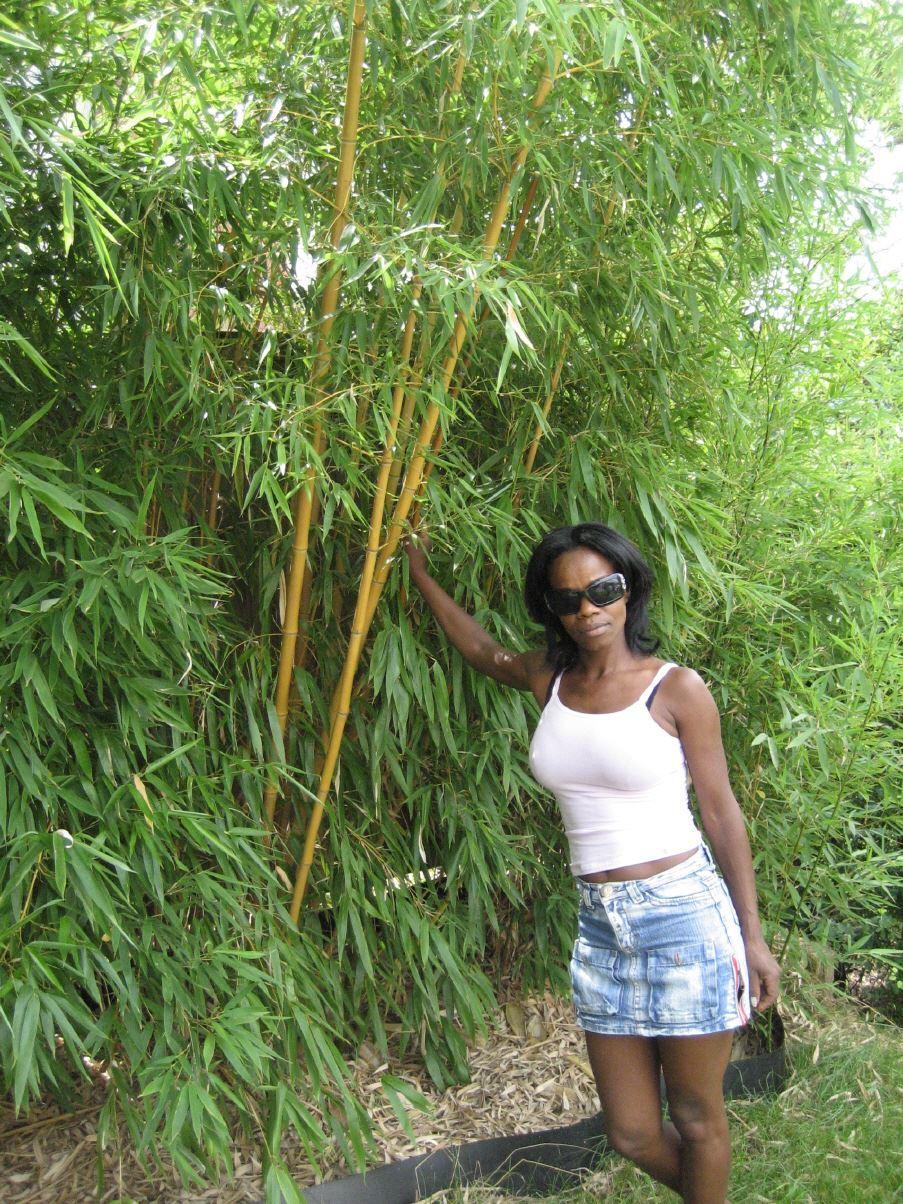 Zauber Bambus