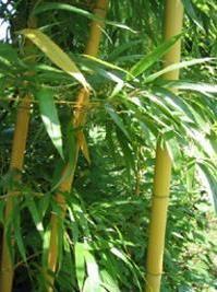 Zauber Bambus