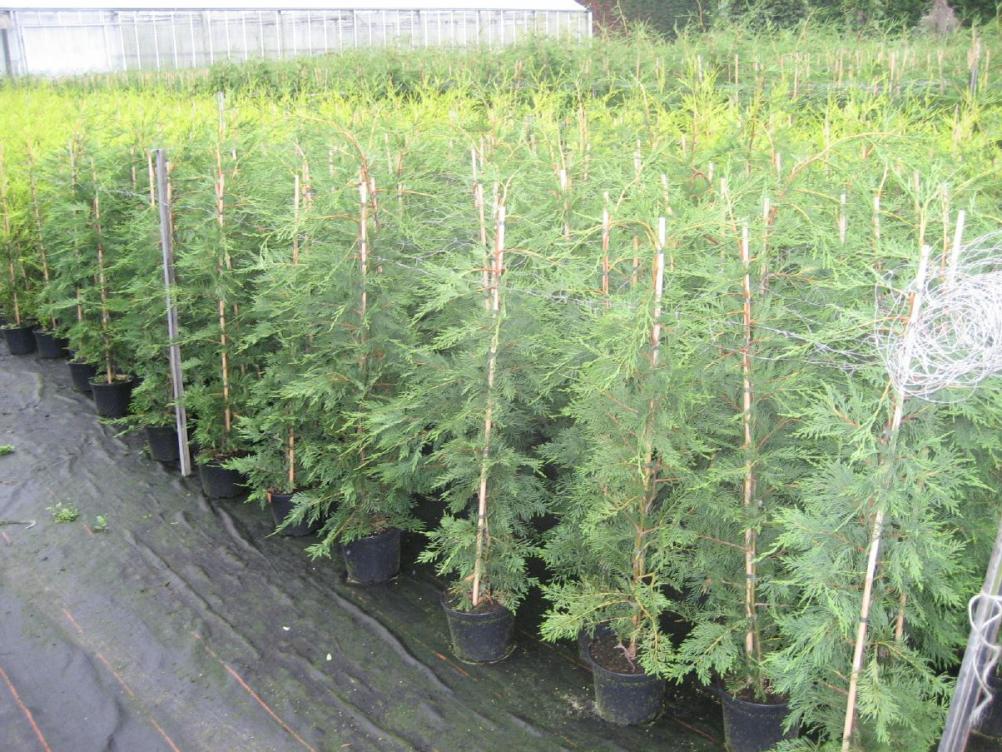 Cupressocyparis leylandii