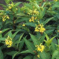 Diervilla sessiliflora