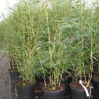 Fargesia scabrida 'Asian Wonder'