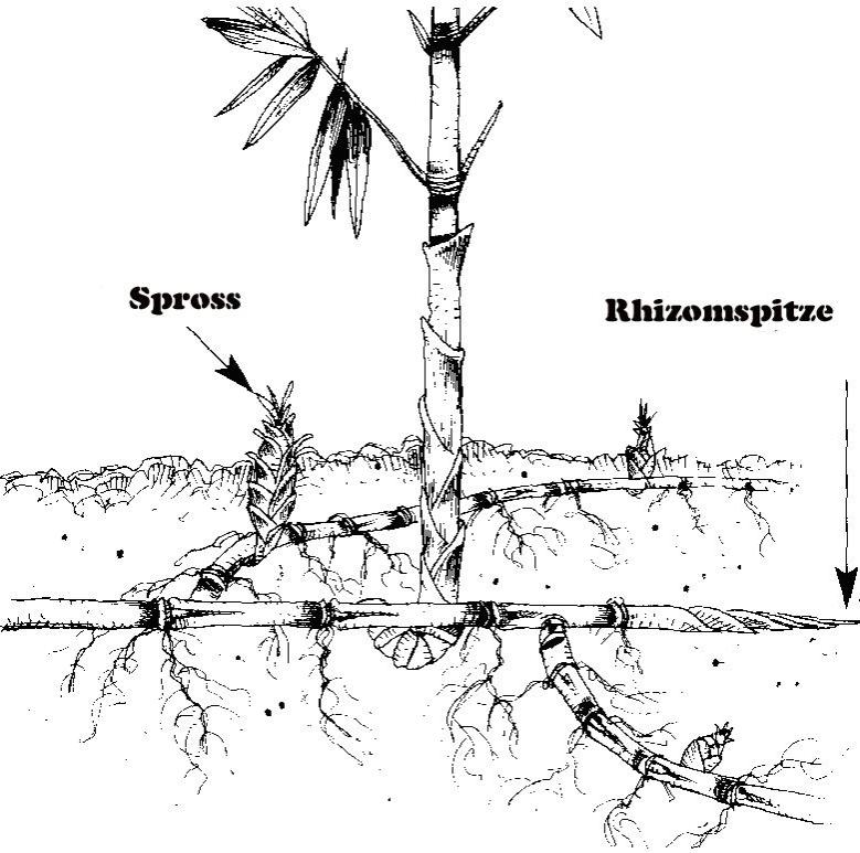 Rhizom