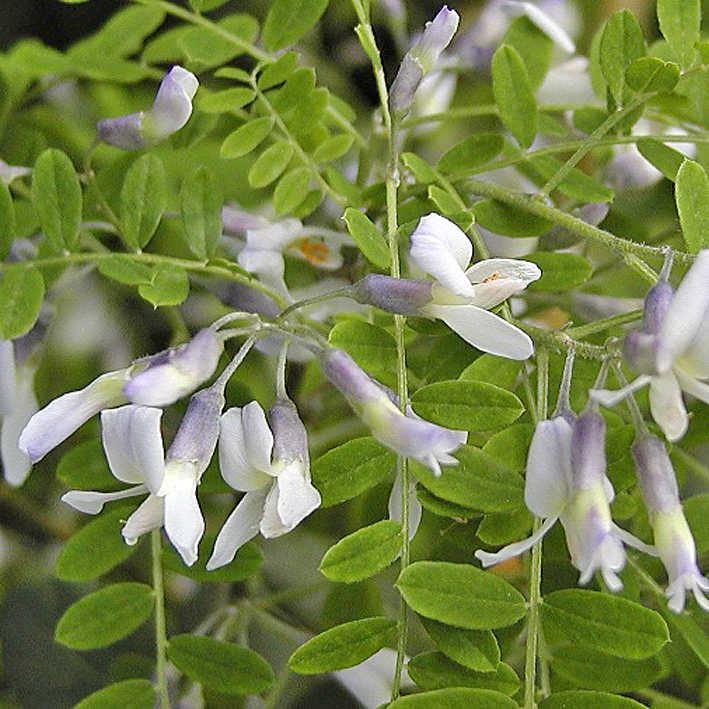 Sophora davidii