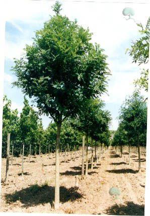 Sophora japonica Schnurbaun