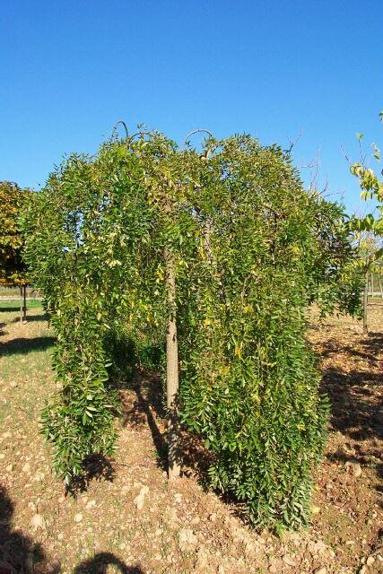 Sophora japonica 'Pandula' Hänge-Schnurbaum