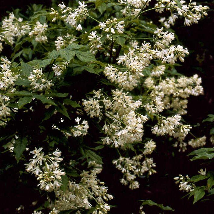 Staphylea pinnata / Pimpernuss, Klappernuss