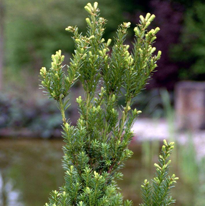 Taxus cuspidata 'Nana'