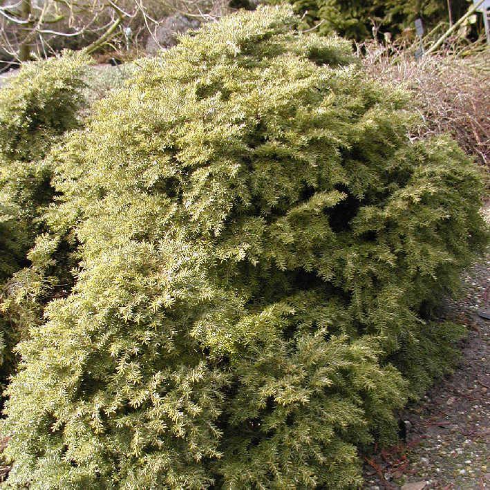 Kissen Hemlocktanne 'Nana'