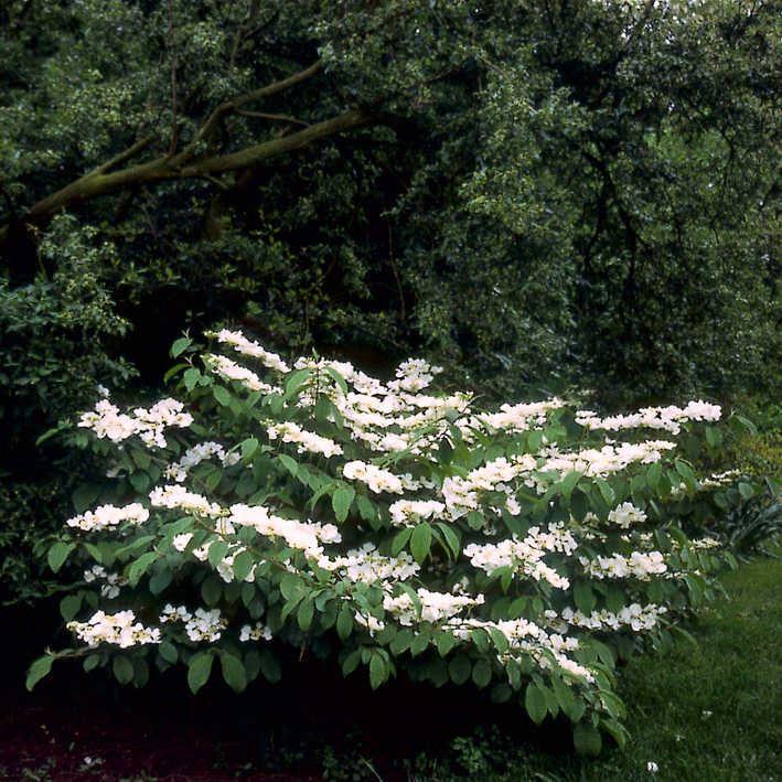 Viburnum plicatum tomentosum