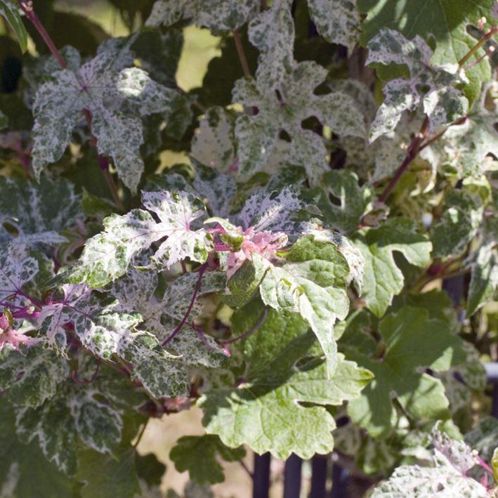 Ampelopsis brevipedunculata 'Elegans'