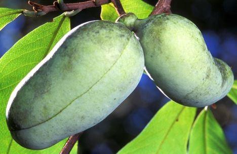 Asimina triloba