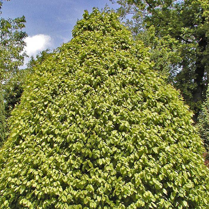 Carpinus betulus 'Columnaris'