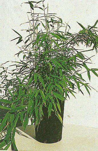 Fargesia murieliae 'Simba'
