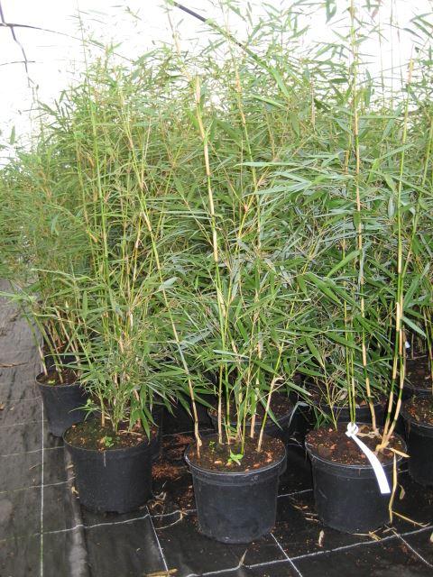 Fargesia robusta 'Campbell'