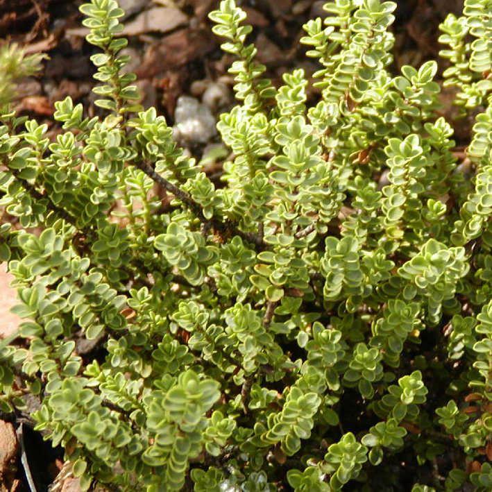 Strauchveronika buchananii
