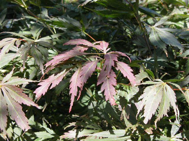 Acer palmatum 'Hessei'