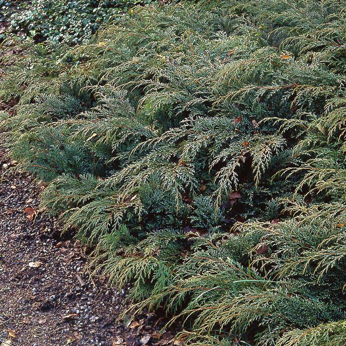 Microbiota decussata Sibirischer Zwerg-Lebensbaum