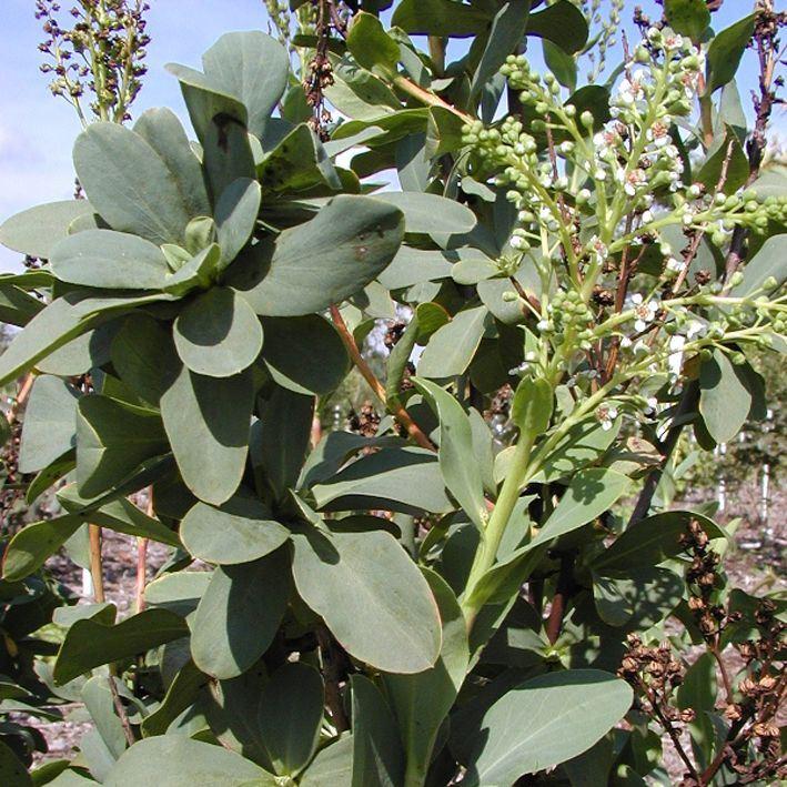 Sibiraea altaiensis