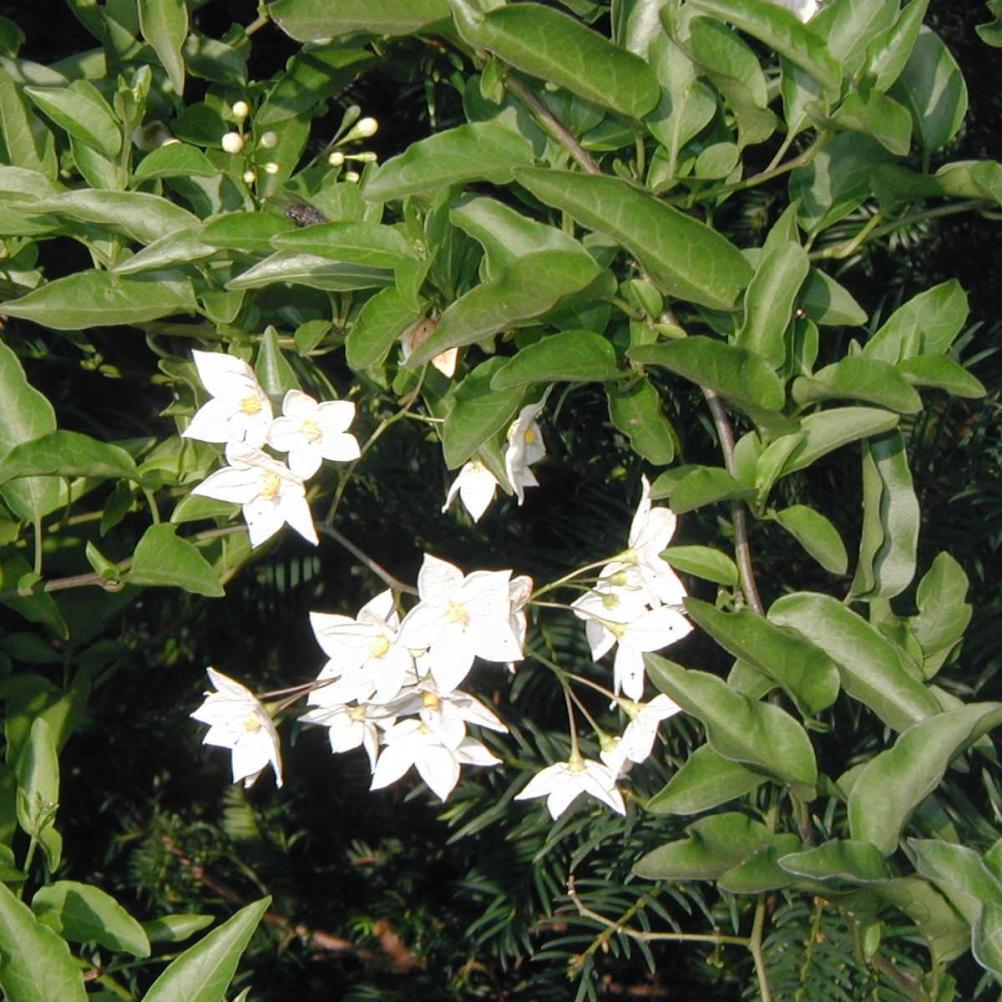 Trachelospermum asiaticum