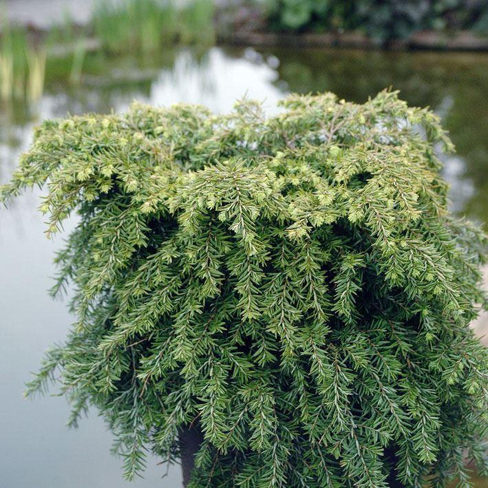 Tsuga canadensis 'Jeddeloh'