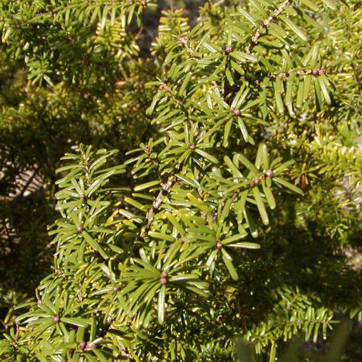 Tsuga diversifolia