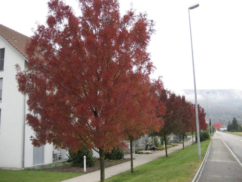 Fraxinus excelsior  'Westhofs Glorie' 