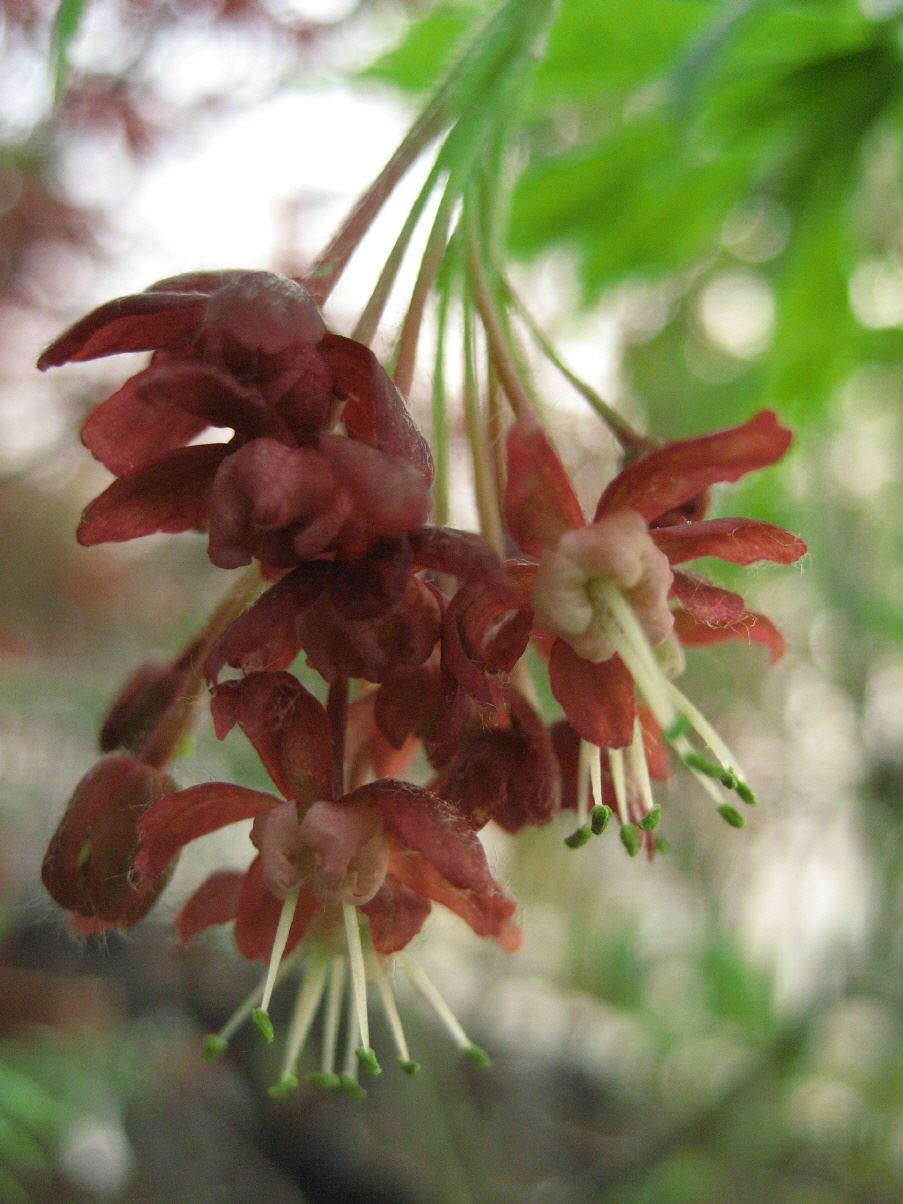 Japanischer Fächerahorn 