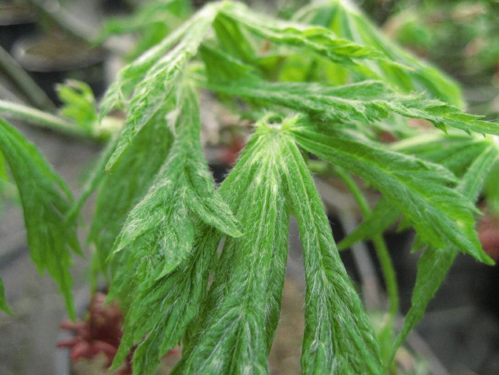 Japanischer Fächerahorn