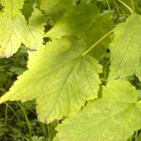 Acer spicatum  /  Vermont-Ahorn
