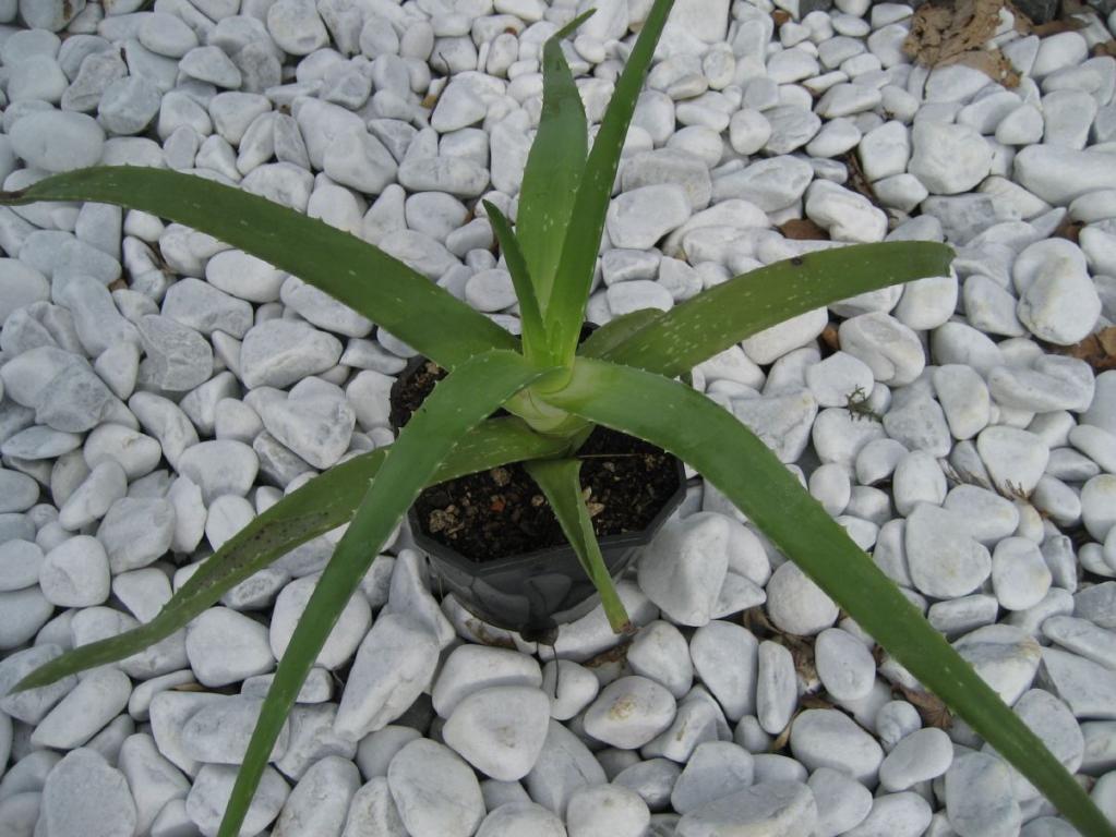 Aloe vera