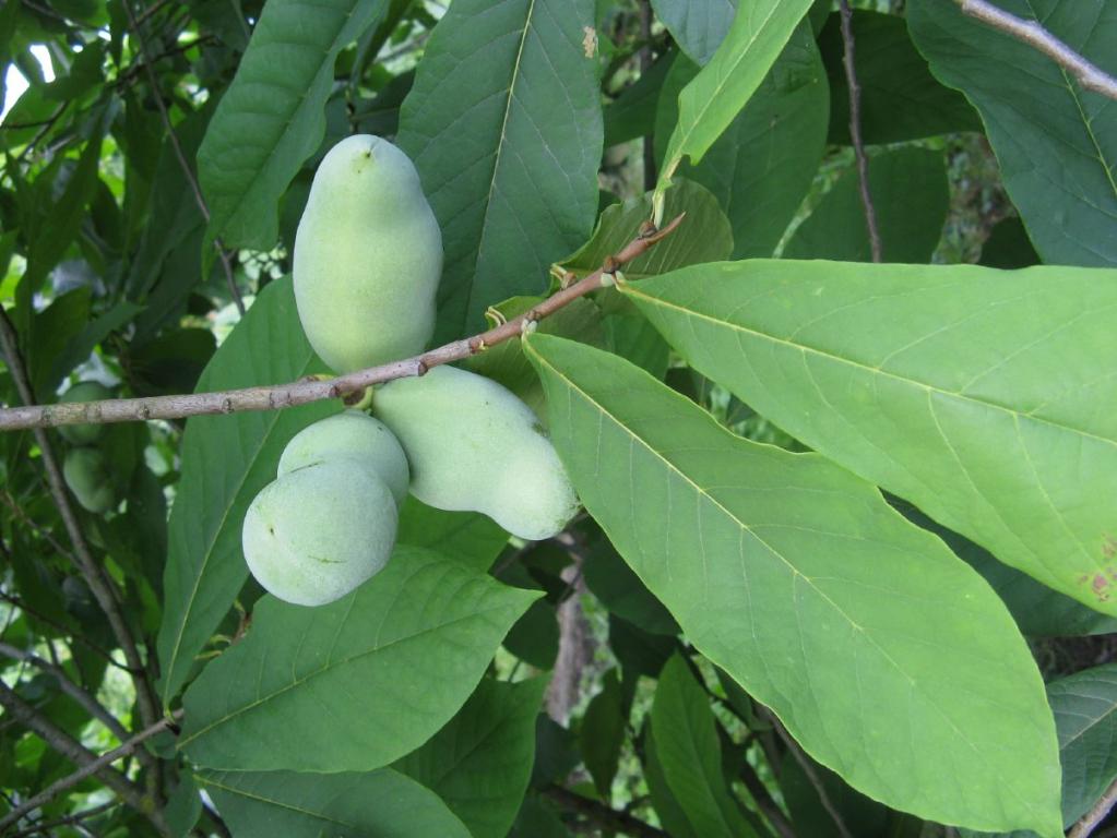 Asimina triloba