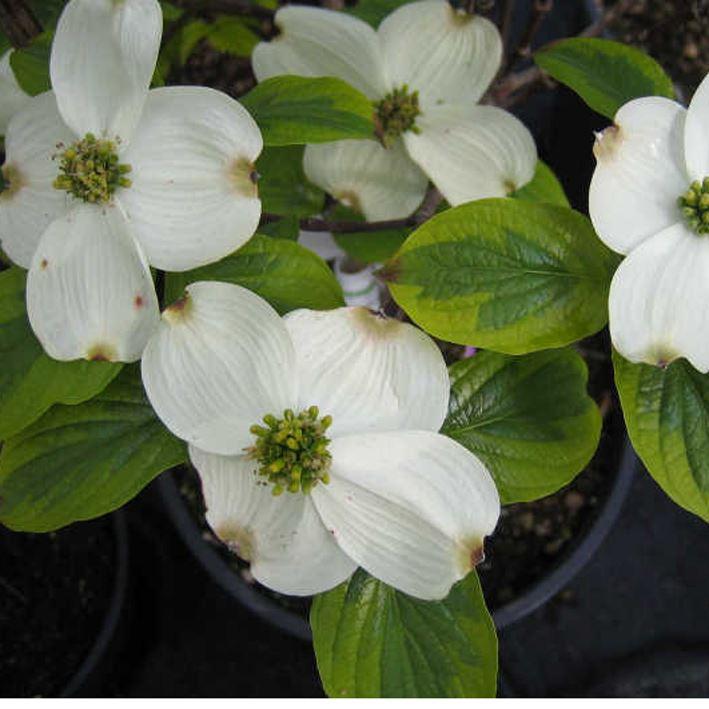 Cornus florida 'First Lady'