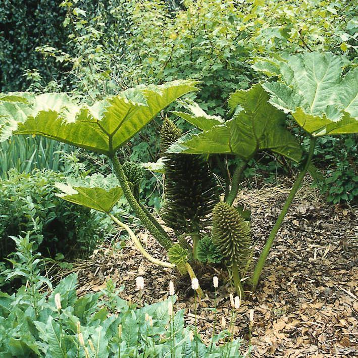 Gunnera manicata