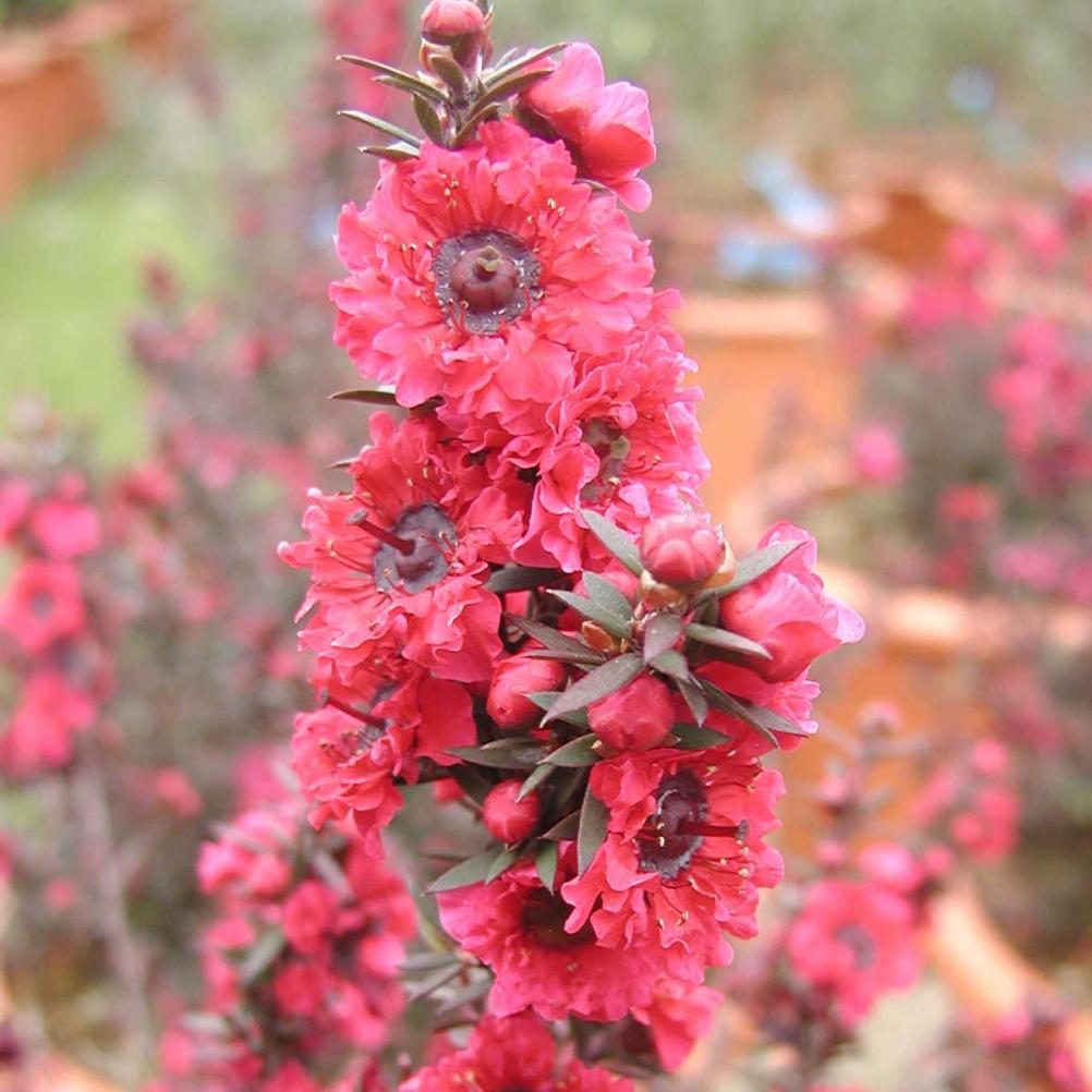 Teebaum 'Red Damask'