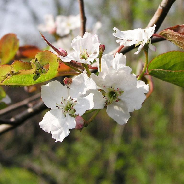 Pyrus betulifolia 