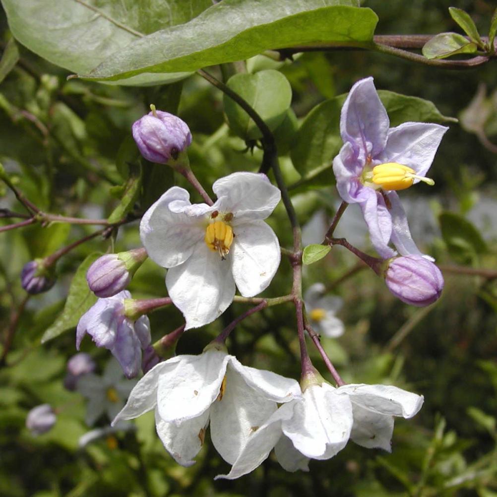 Solanum jasminoides