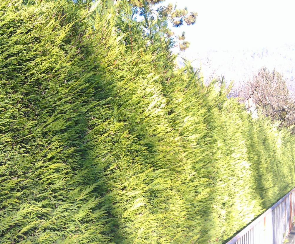 Bastard-Zypresse Leyland-Zypresse