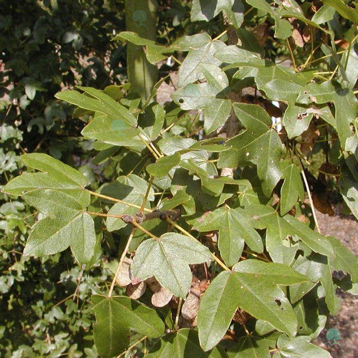 Acer monspessulanum