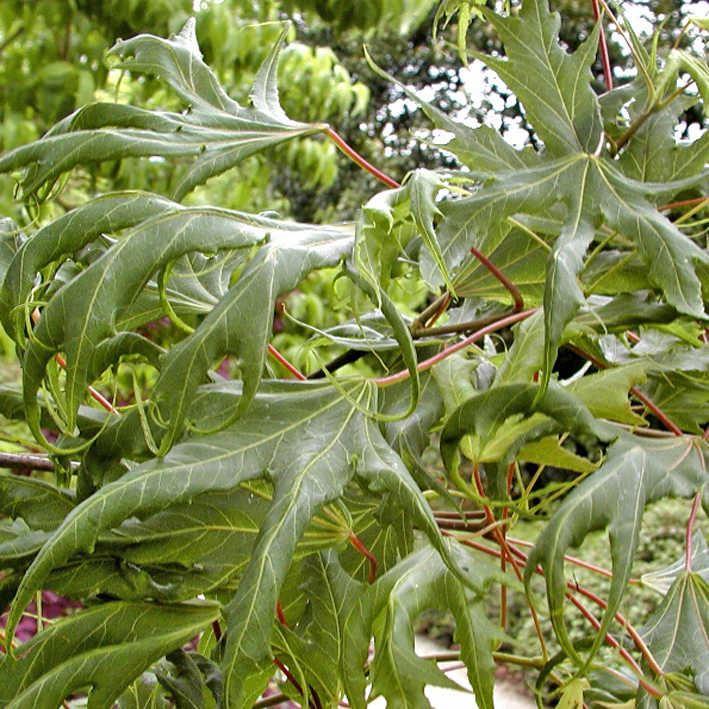 Acer platanoides 'Laciniatum' 