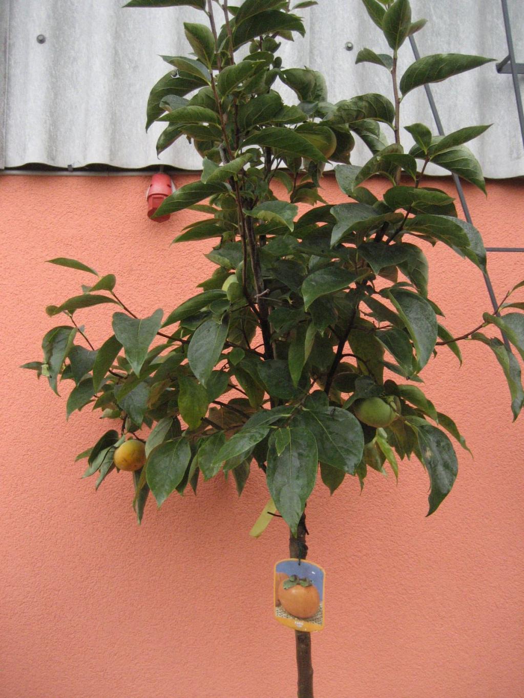 Dattelpflaume, Kakipflaume auch Honigapfel