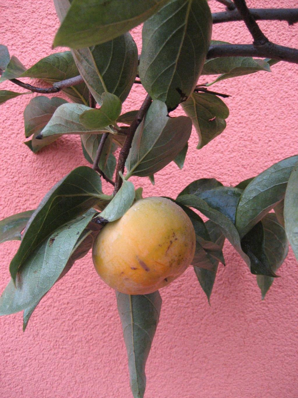 Dattelpflaume, Kakipflaume auch Honigapfel